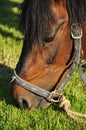 Horse eating grass Royalty Free Stock Photo