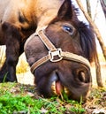 Horse eating grass Royalty Free Stock Photo