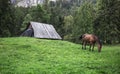 Horse eating grass in a alpine style meadow. Brown horse and wooden house and the forest in the background Royalty Free Stock Photo