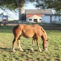 Horse eating grass on a Amish farm Royalty Free Stock Photo