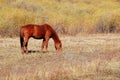 Horse eating grass in autumn prairie