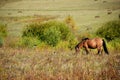 Horse eating grass and two magpies surround it in autumn prairie