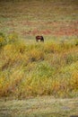 Horse eating grass in autumn prairie