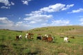 Horse eating grass on field