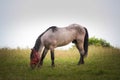 Horse eating grass on the field Royalty Free Stock Photo