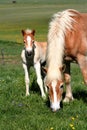 Horse eating grass and foal Royalty Free Stock Photo