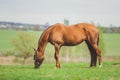 Horse eating grass in green meadow Royalty Free Stock Photo