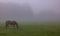 Horse eating grass in heavy fog