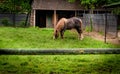 Horse Eating Grass.