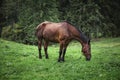 Horse eating grass in a meadow. Brown horse and forest in the background. Domestic horse on green background Royalty Free Stock Photo