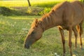 Horse eating grass in the meadow, closeup of photo Royalty Free Stock Photo