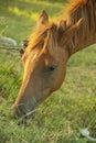 Horse eating grass in the meadow, closeup of photo Royalty Free Stock Photo