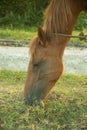 Horse grazing in the meadow at sunset. . Royalty Free Stock Photo