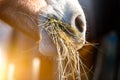 Horse eating grass Royalty Free Stock Photo