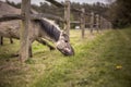 Horse eating grass Royalty Free Stock Photo
