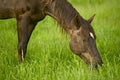 Horse Eating Grass