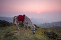 Horse eating grass on Pha tang hill with beautiful twilight sky