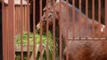 Horse eating grass in a stable outdoors. Royalty Free Stock Photo