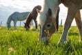 Horse eating grass in a yard of a farm, beautiful colors at sunset south Royalty Free Stock Photo