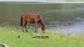 A horse eating grass