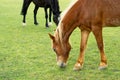 Horse Eating Green Grass On The Farm