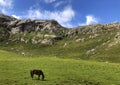 Horse eating green grass in the grassland