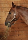 Horse eating hay