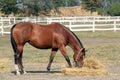 Horse eating hay Royalty Free Stock Photo