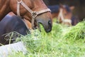 Horse eating hay