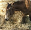 Horse Eating Hay Royalty Free Stock Photo