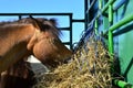 Horse eating hay on a farm in vaoliere Royalty Free Stock Photo
