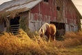 horse eating hay near old rustic barn