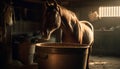 Horse eating hay in rustic barn stall generated by AI Royalty Free Stock Photo