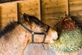 Horse eating hay