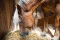 Horse eating hay in stables, agriculture, farming