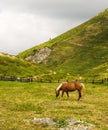 Horse eating in a meadow