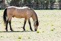 Horse eating in a meadow Royalty Free Stock Photo