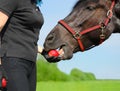 The horse is eating the red apple from the female hand in outdoors Royalty Free Stock Photo