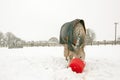 Horse eating from red bucket Royalty Free Stock Photo