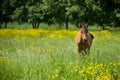 Horse eating in soft green grass in the field. Beautiful free chestnut horse on the meadow with flowers Royalty Free Stock Photo