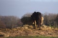 Horse Eating Straw