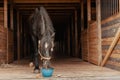 Horse eating vegetables and fruits from bucket in stable Royalty Free Stock Photo