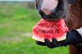 Horse eating watermelon from hand outdoor. close up. feeding concept