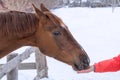 A horse eating from a woman`s hand. Muzzle close-up