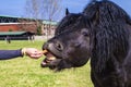 A horse eats from a girl`s hand,Young girl feeds her horse out of her hand,girl feeding horses in the farm in summer day