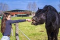 A horse eats from a girl`s hand,Young girl feeds her horse out of her hand,girl feeding horses in the farm in summer day