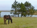 the horse eats grass at the filed