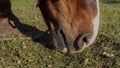 A horse eats grass. Horse muzzle close-up Royalty Free Stock Photo