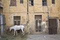 Horse that eats the grass next to an old building in the heart of the Paharganj neighborhood