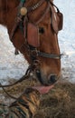 The horse eats from the hand of man. Brown horse Muzzle horse closeup. The horse is wearing a bridle, blinders. On the